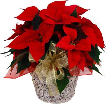 Classic Red Poinsettia product661